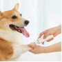 Гриндер для когтей домашних животных Xiaomi Pawbby Pet Electric Nail Polisher White, Белый (MG-NG001A)